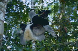 Image of indri