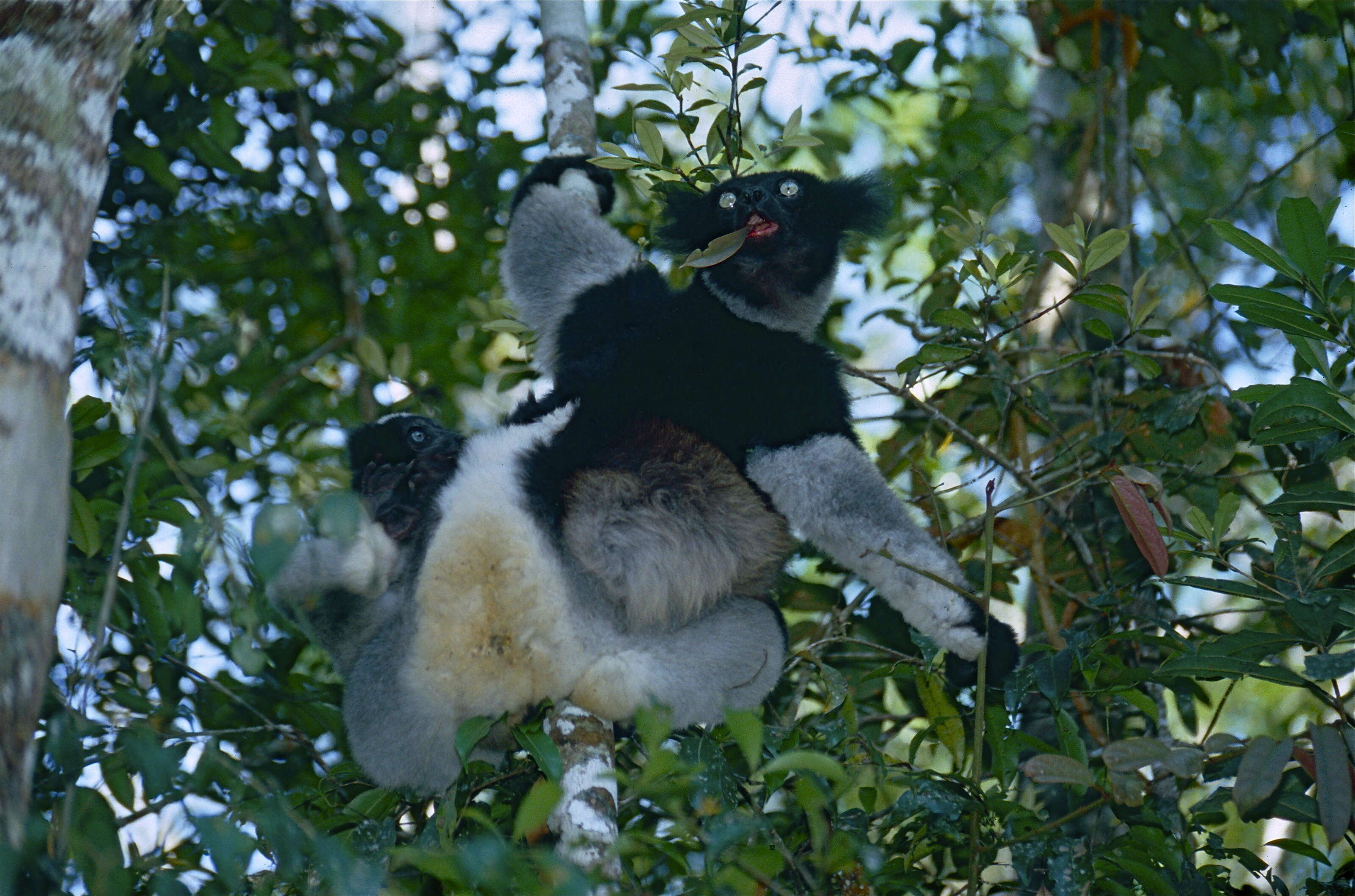 صورة Indri É. Geoffroy Saint-Hilaire & G. Cuvier 1796