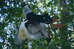 صورة Indri É. Geoffroy Saint-Hilaire & G. Cuvier 1796