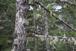 صورة Perisoreus canadensis obscurus Ridgway 1874