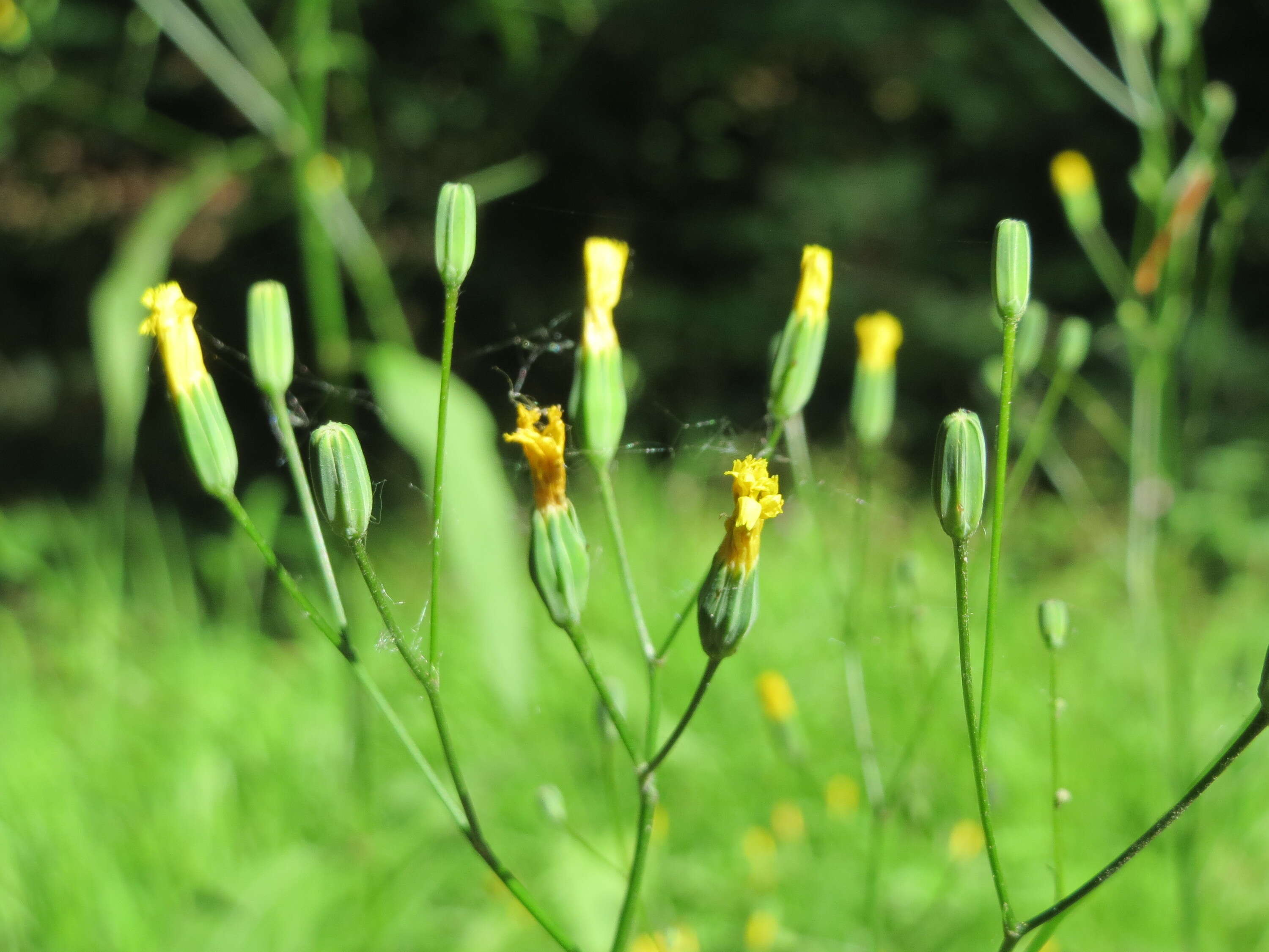 Image of nipplewort