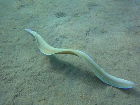 Image of Geometric moray