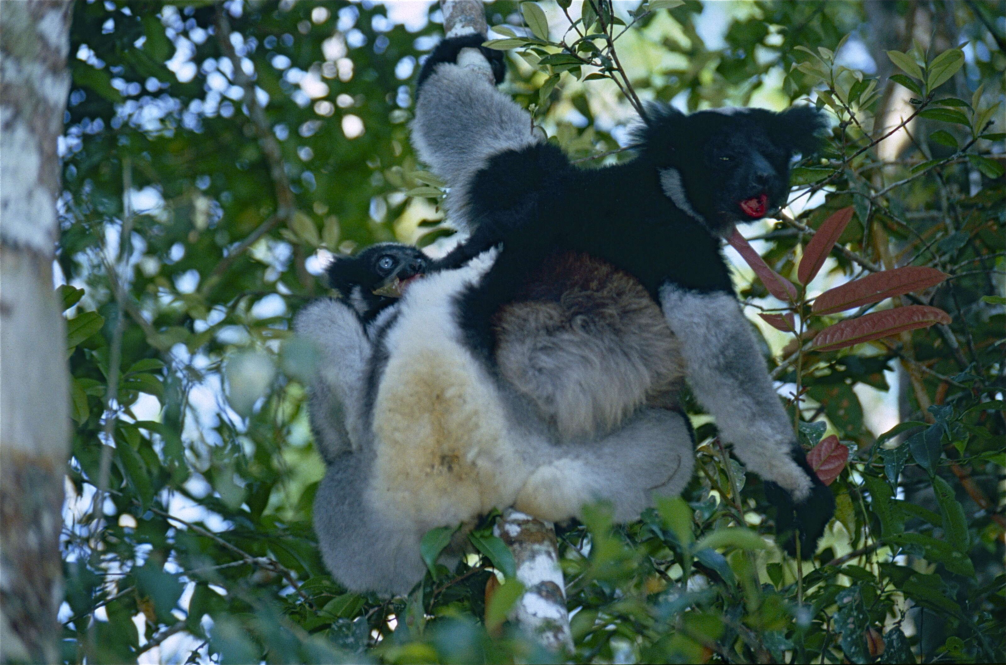 Image of indri