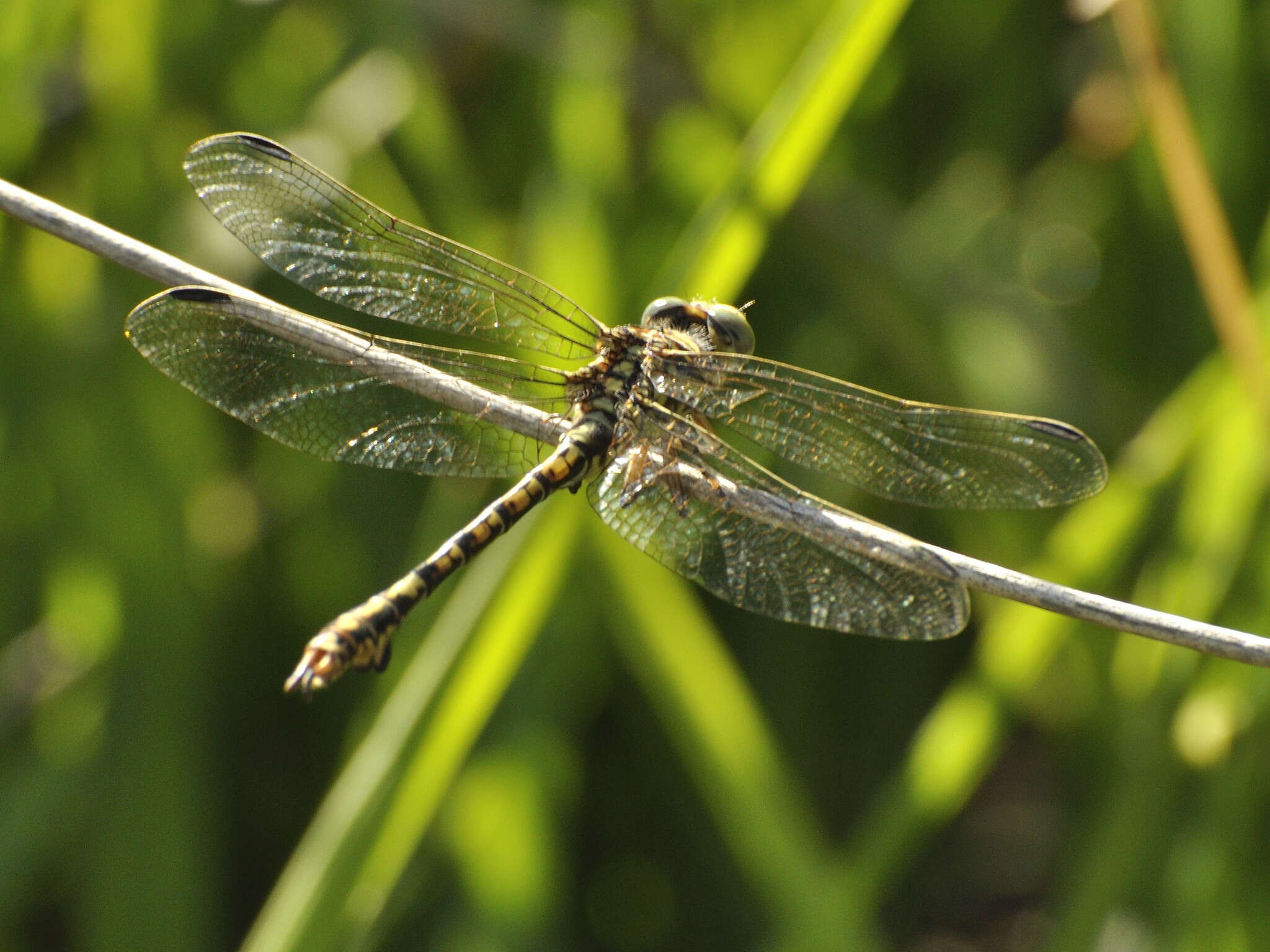 صورة Paragomphus cognatus (Rambur 1842)