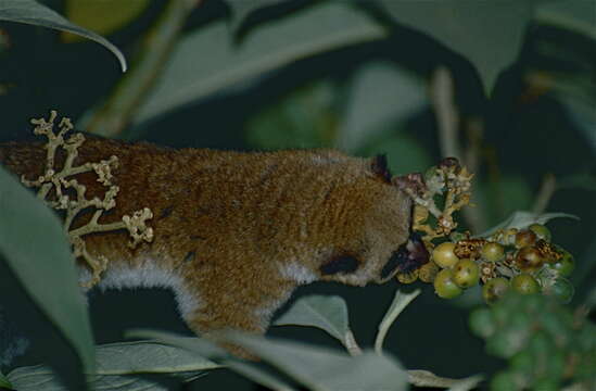 Image of Dwarf lemur