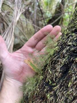 Image of treetrunk bristle fern