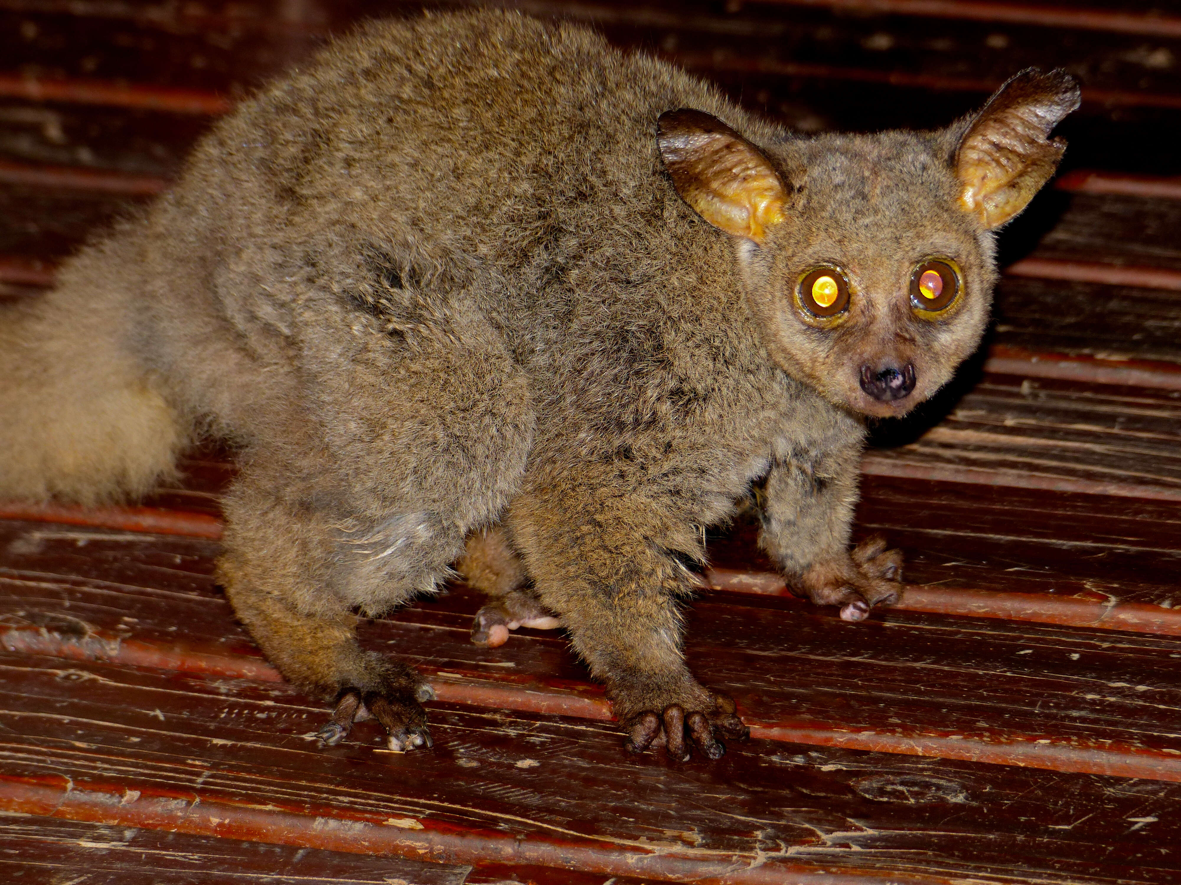 Image of Brown Greater Galago