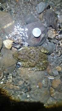 Image of Chinese Edible Frog