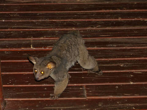 Image of Brown Greater Galago