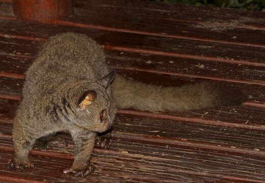 Image of Brown Greater Galago