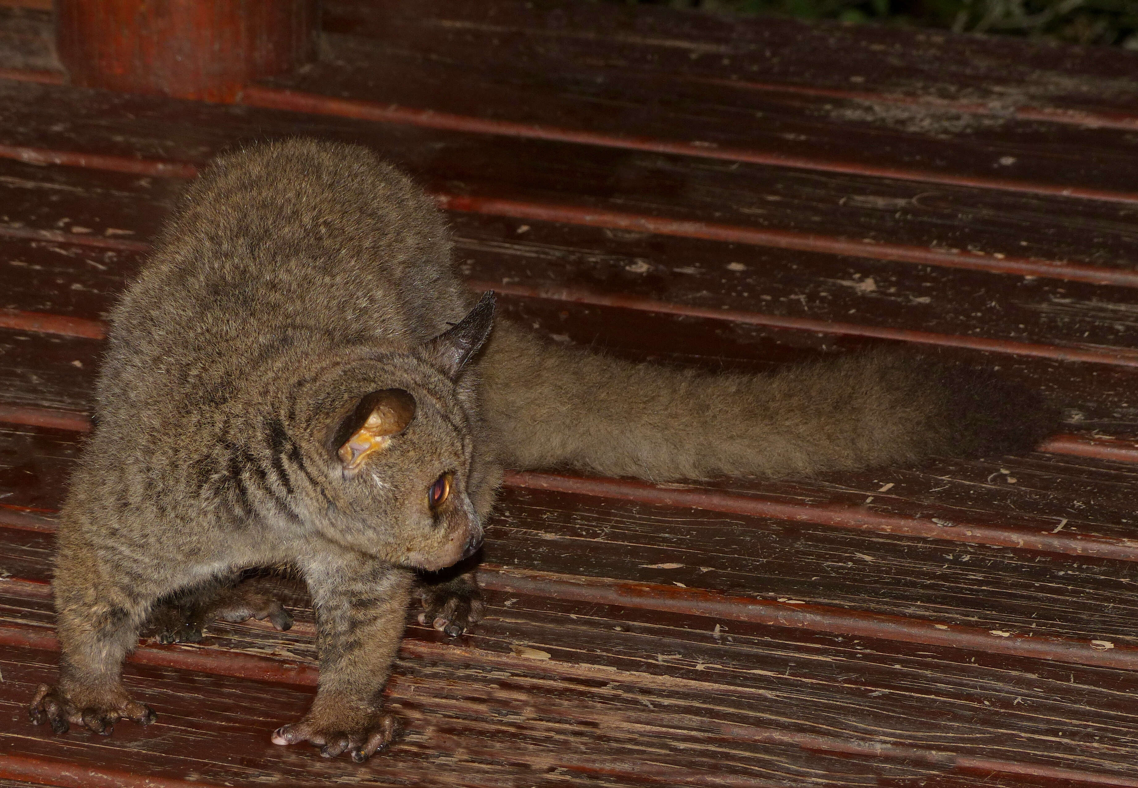 Image of Brown Greater Galago