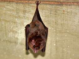 Image of Long-tongued Bats.