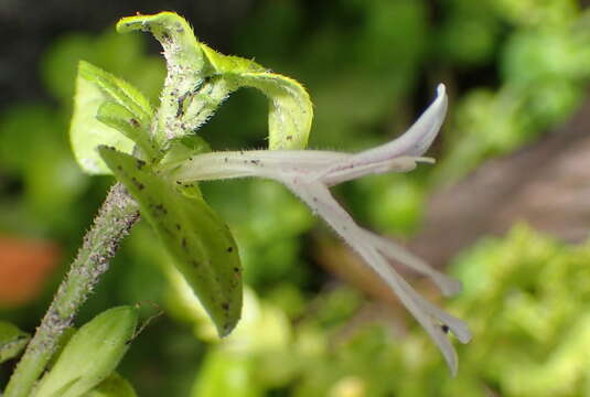 Image of Isoglossa gracillima Baker