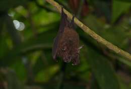 Слика од Rhinolophus sedulus K. Andersen 1905