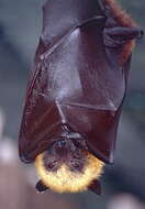 Image of Madagascan Flying Fox