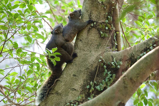 Imagem de Callosciurus erythraeus thaiwanensis (Bonhote 1901)