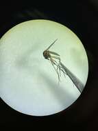 Aedes sticticus (Meigen 1835) resmi