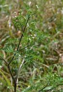 Imagem de Chaerophyllum tainturieri var. tainturieri