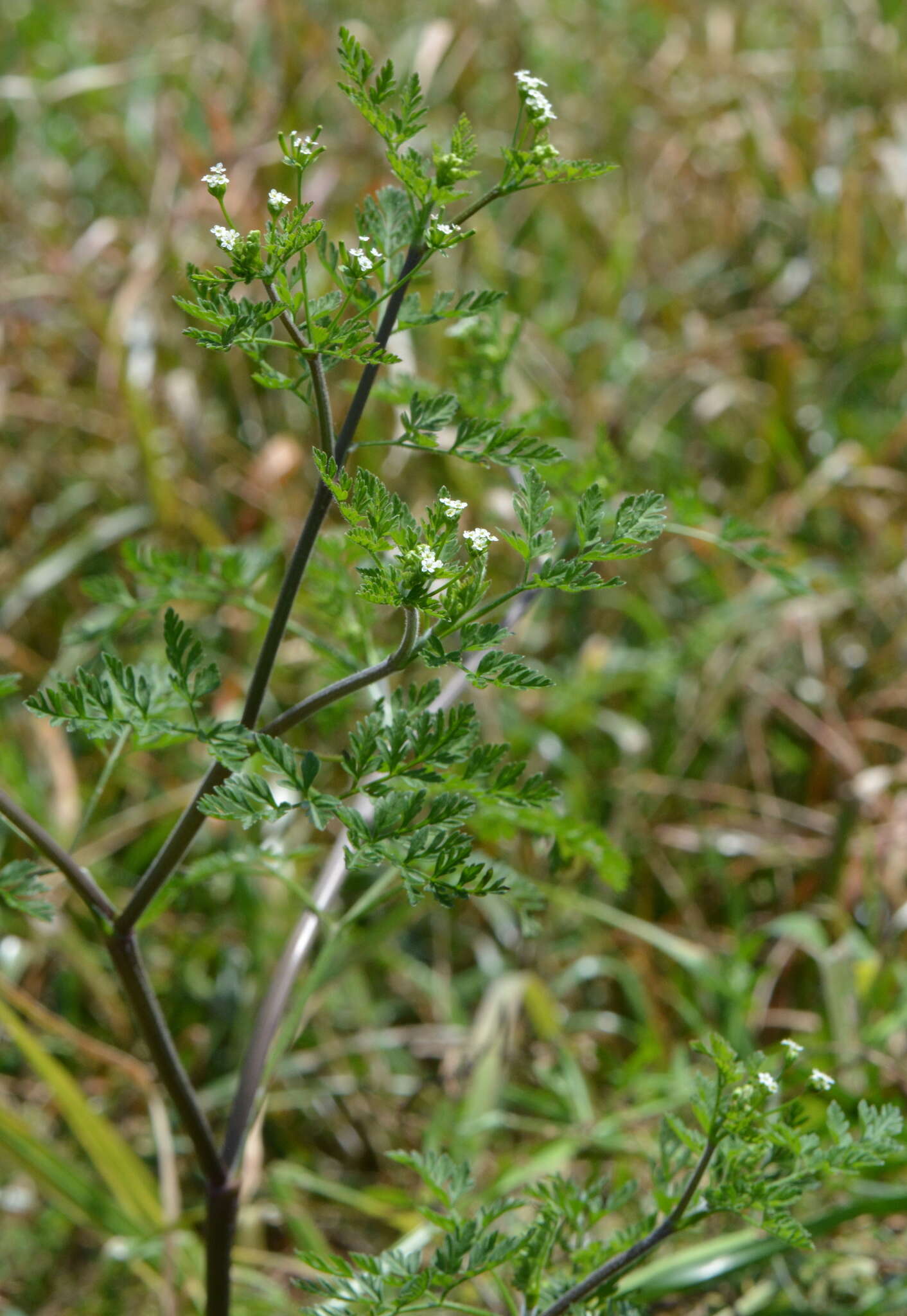 Image of Chaerophyllum tainturieri var. tainturieri