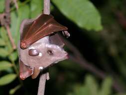 Image of Peters's Epauletted Fruit Bat