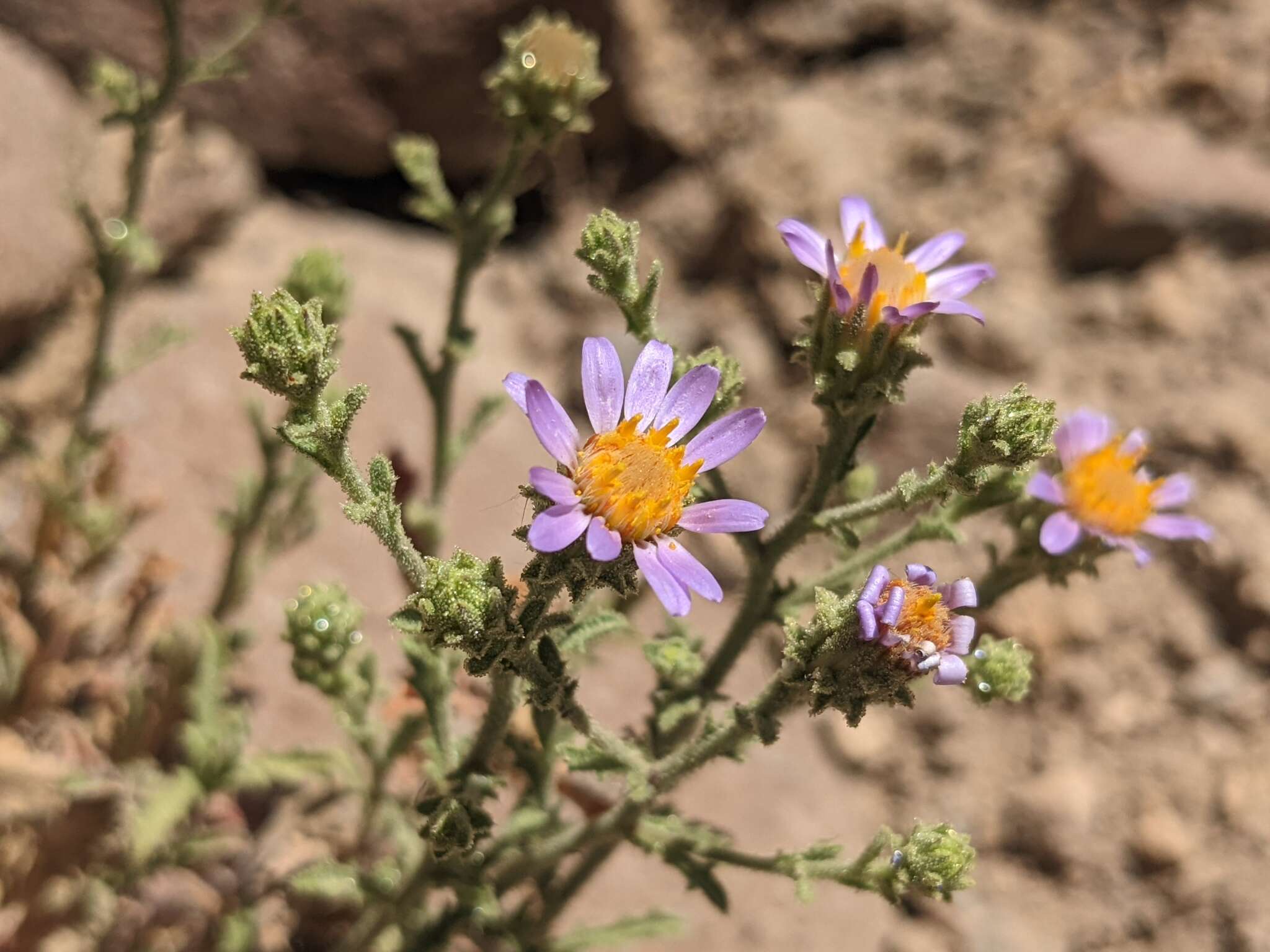 Imagem de Dieteria canescens var. canescens