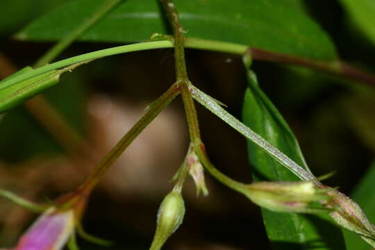 Vandellia scutellariiformis (T. Yamaz.) T. Yamaz. resmi