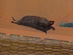Image of Egyptian Free-tailed Bat