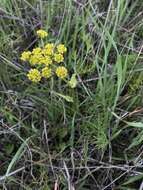 Image of common lomatium