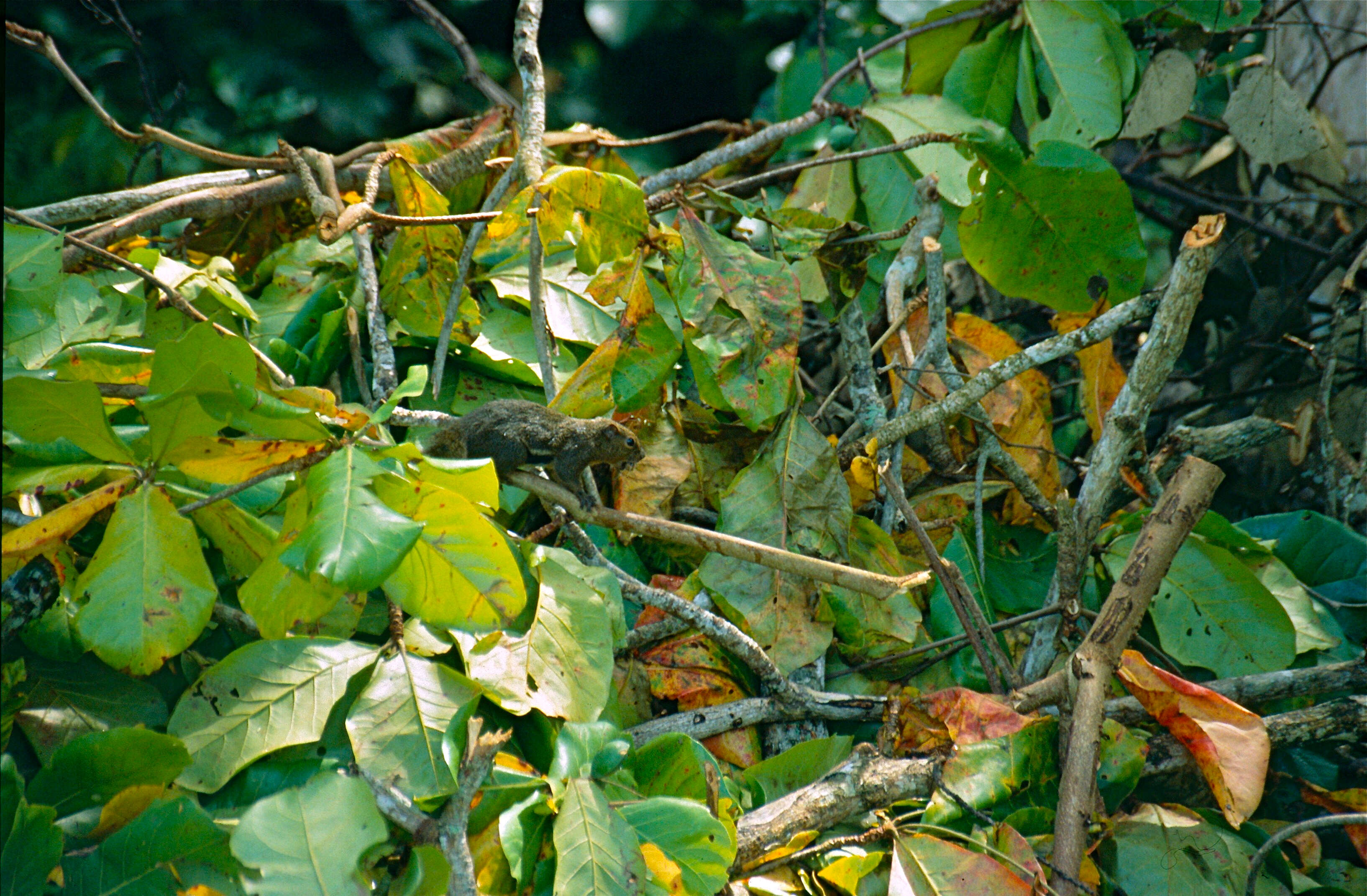 Image of Plantain Squirrel