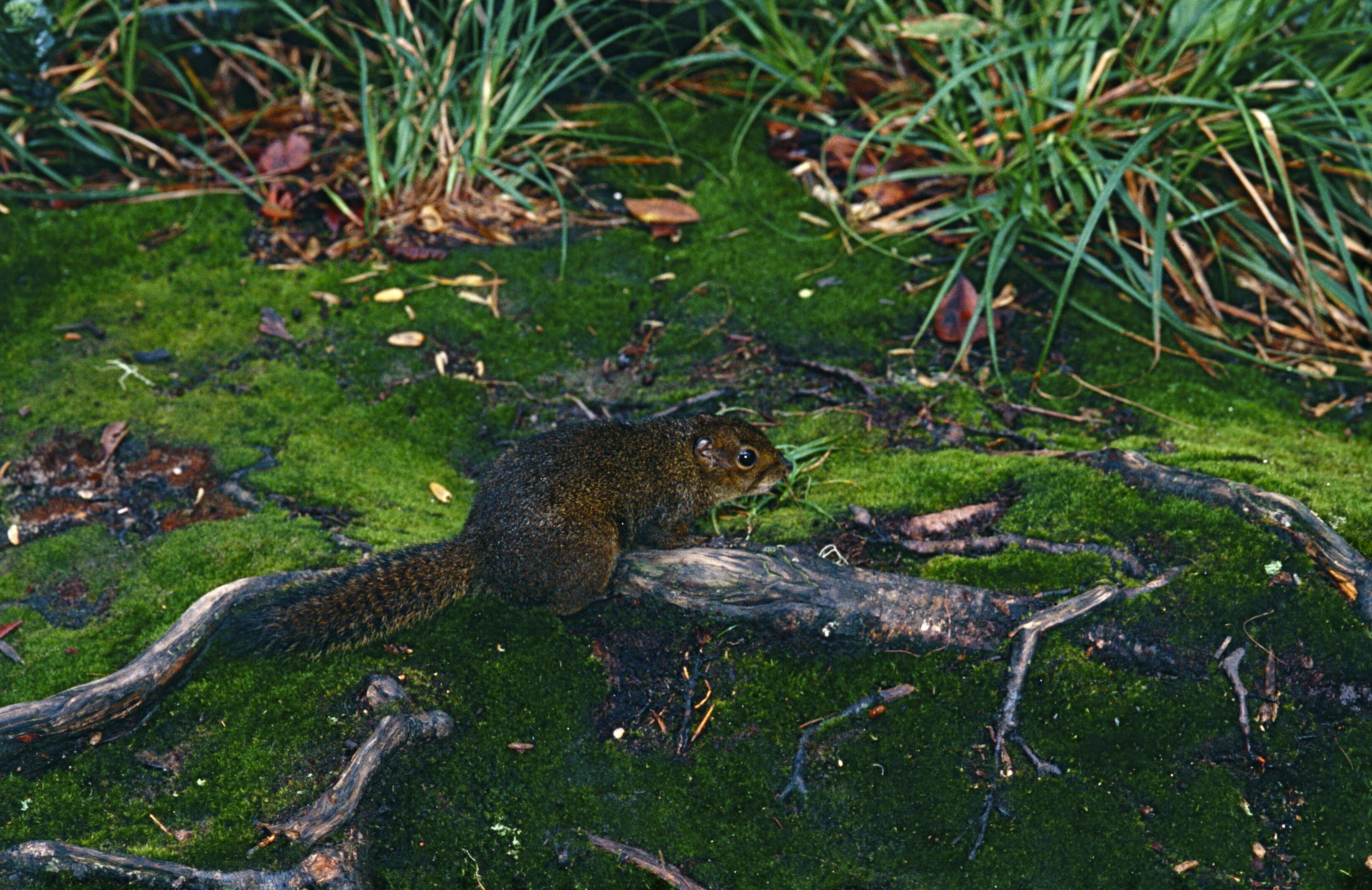 Image of Bornean Mountain Ground Squirrel