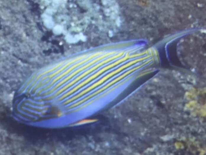 Image of Blue Banded Surgeonfish