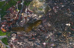 Image of Bornean Mountain Ground Squirrel