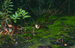 Image of Bornean Mountain Ground Squirrel
