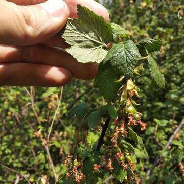 Image of Ribes ciliatum Humb. & Bonpl. ex Roem. & Schult.