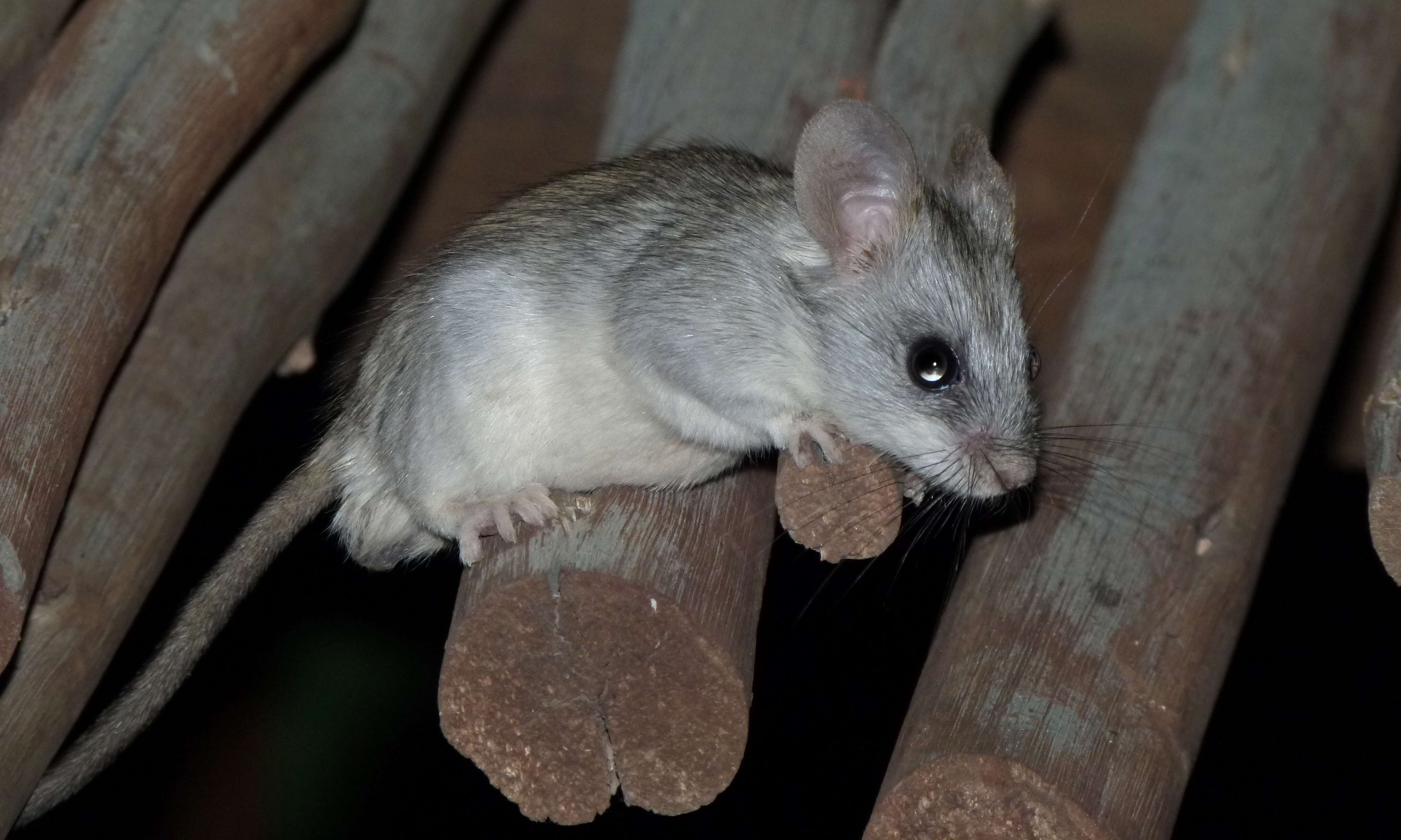 Image of Black-tailed Thallomys