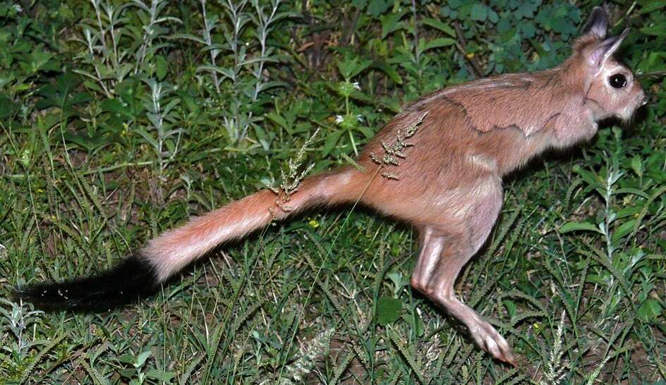 Image of South African Spring Hare