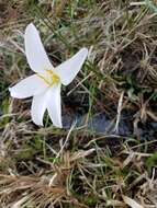 Zephyranthes atamasco (L.) Herb. resmi