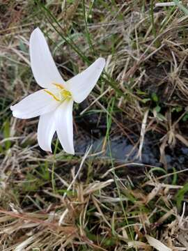 Image of Zephyranthes atamasco (L.) Herb.