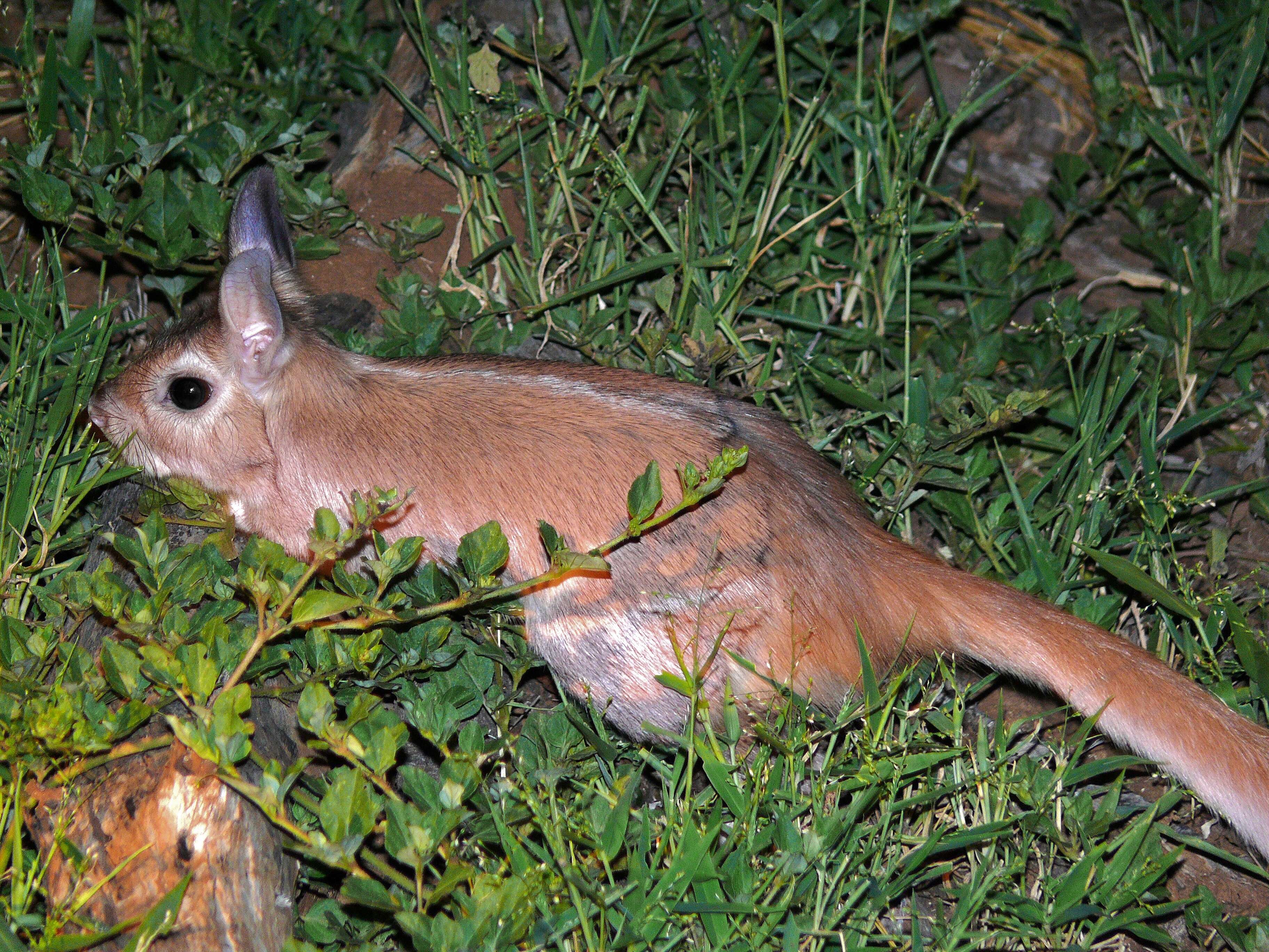 Pedetes capensis (Forster 1778) resmi