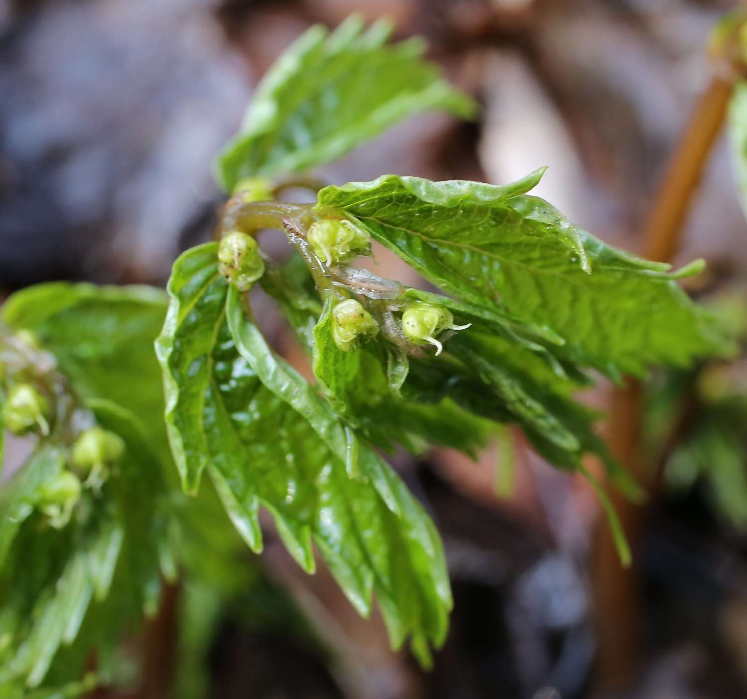 Image of Elatostema involucratum Franch. & Sav.