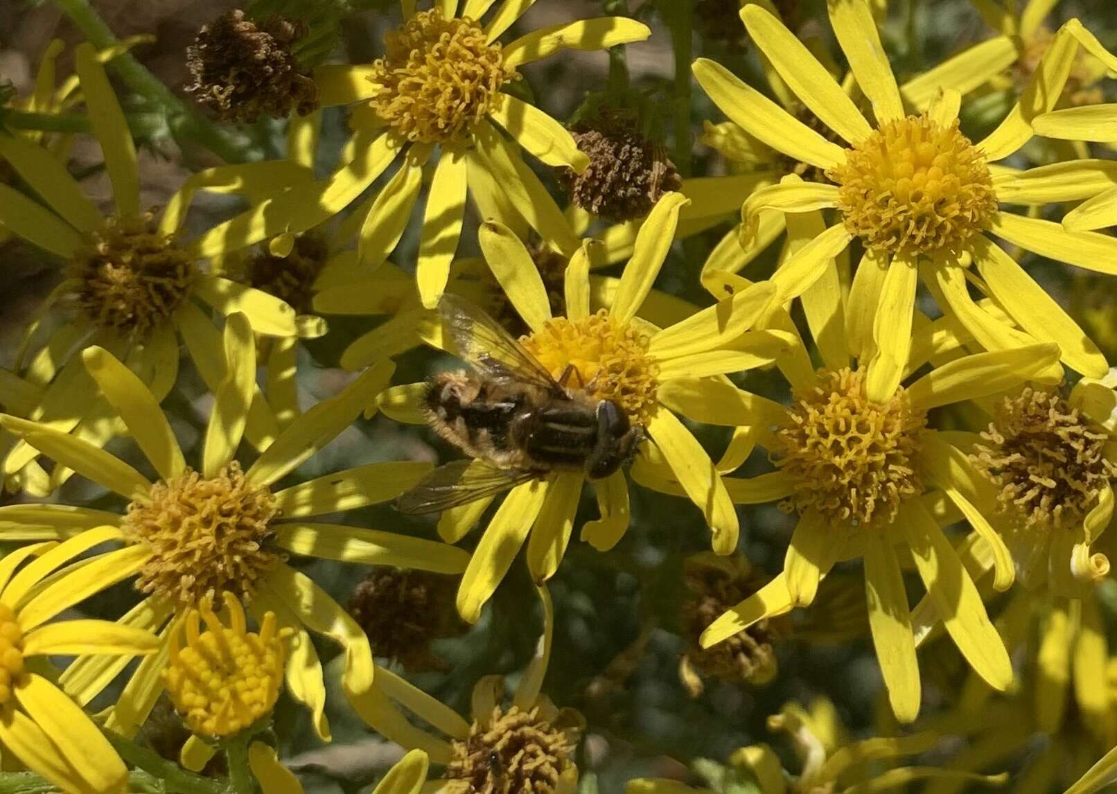 Sivun Dolichogyna chilensis (Walker 1836) kuva