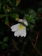 Image of Euphrasia transmorrisonensis var. durietziana (Ohwi) T. C. Huang & M. J. Wu