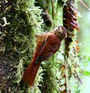 Margarornis rubiginosus Lawrence 1865的圖片