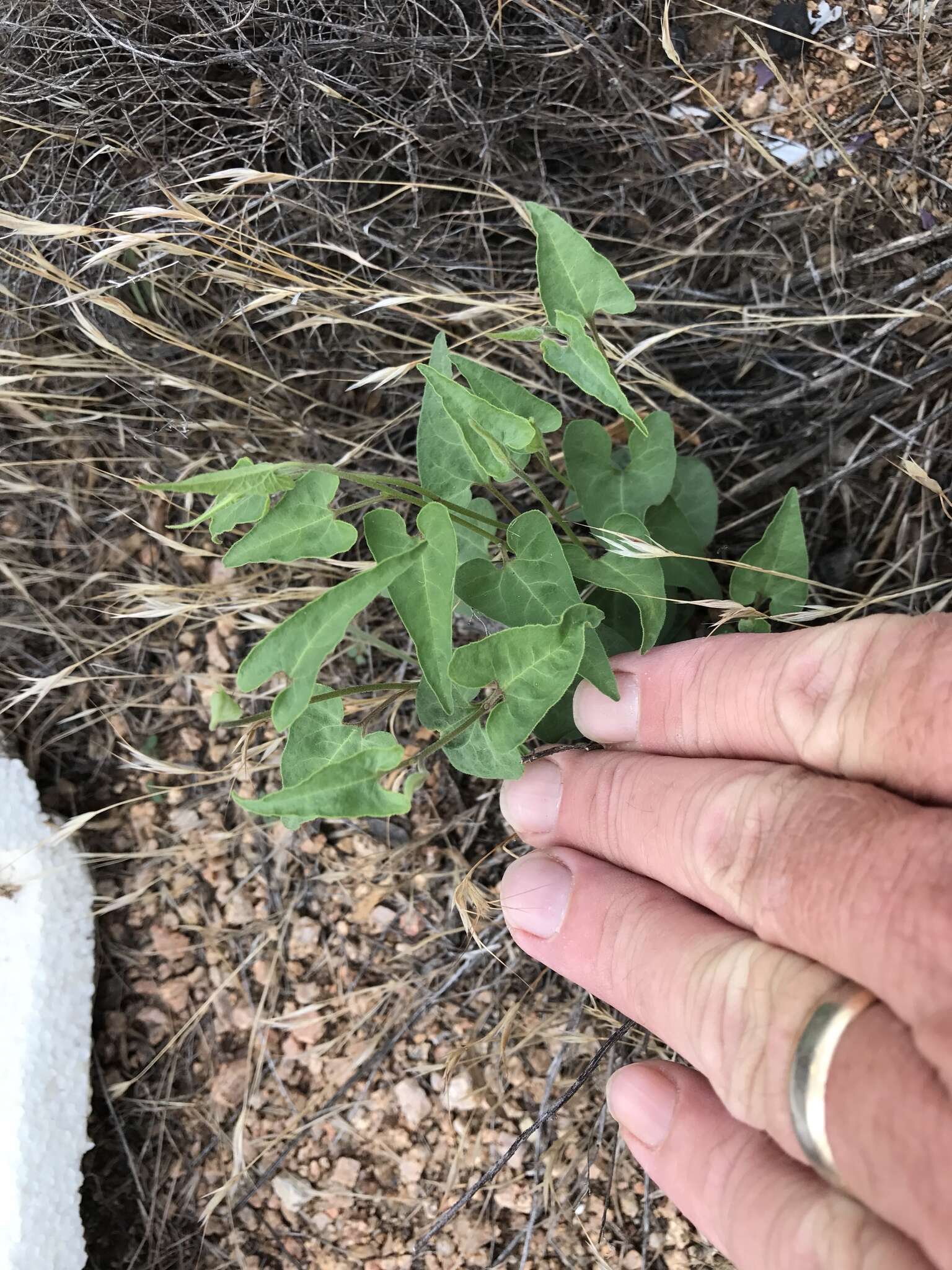 Image of Texas milkvine