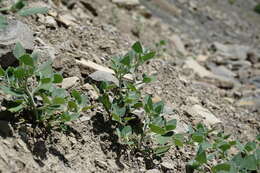 Image of Chenopodium sosnowskyi Kapeller