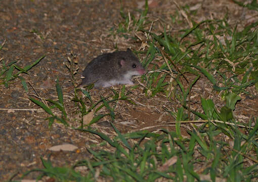 Plancia ëd Saccostomus campestris Peters 1846