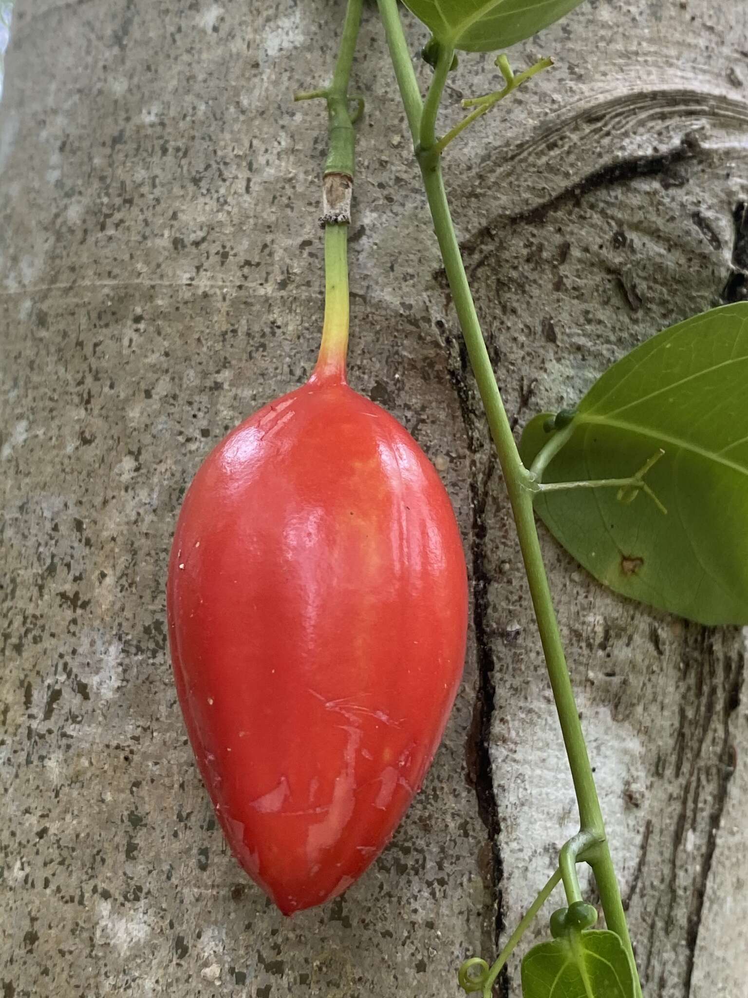 Sivun Adenia heterophylla subsp. heterophylla kuva