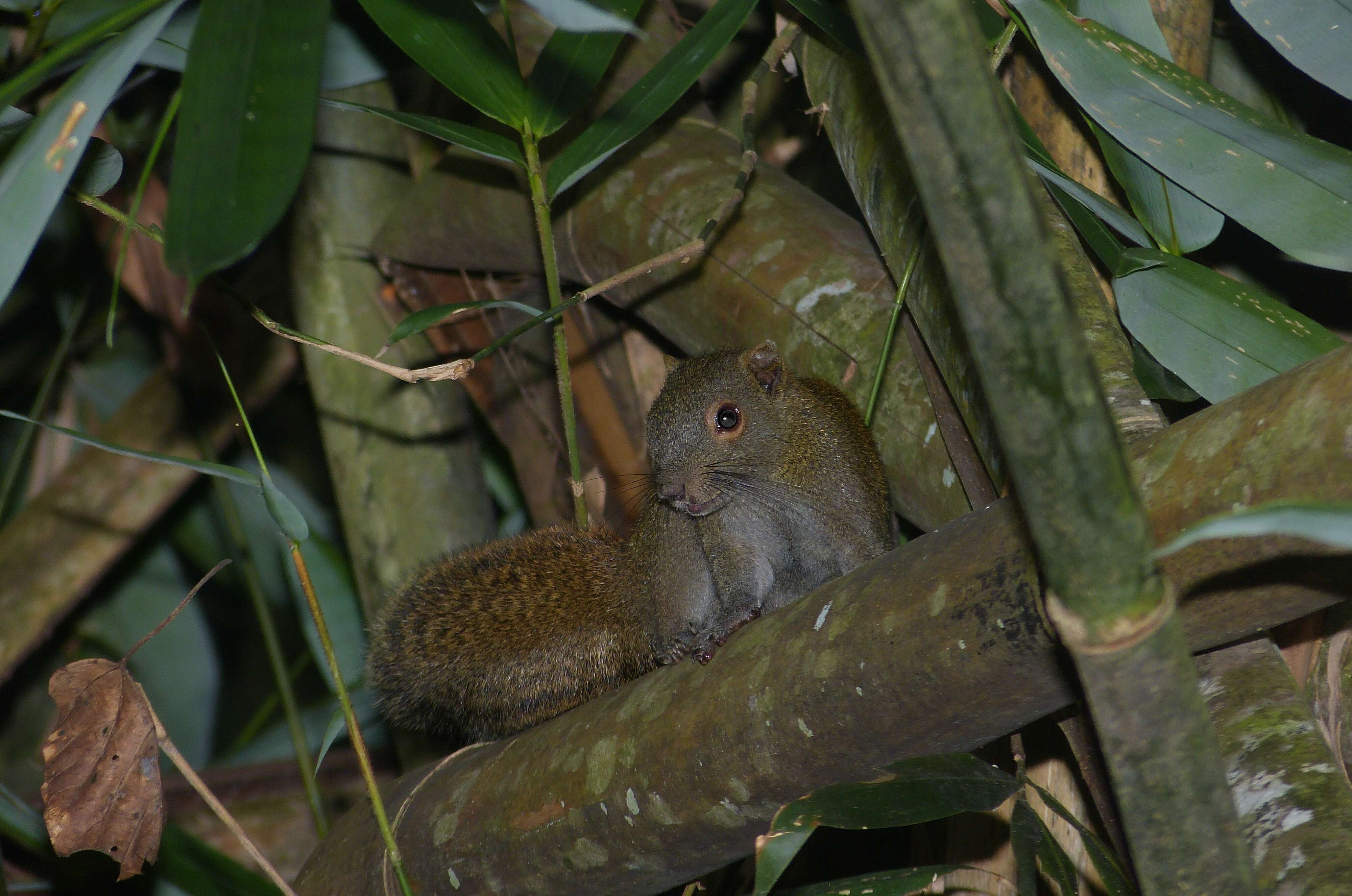 Image de Callosciurus Gray 1867