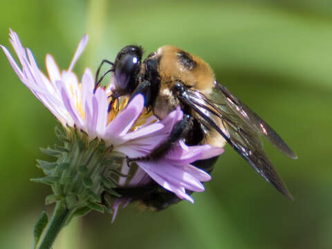 Imagem de Xylocopa virginica krombeini Hurd 1961