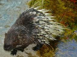 Image of Hystrix subgen. Acanthion F. Cuvier 1823